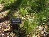 Clump of fine, filiform, grassy foliage.