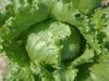 Lactuca sativa