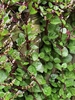 Leaves and blooms