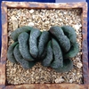 Haworthia