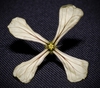 Eruca vesicaria
