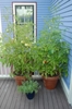Two large tomato plants growing in large pots.