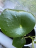 Teardrop-shaped leaves with a dimple in the center.