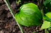 Smilax tamnoides