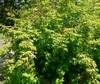 Dense form of the shrub