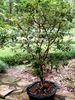 As bonsai