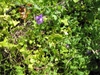 flower and leaves