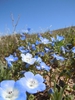 Nemophila menziesii