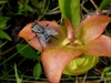 Sarracenia minor