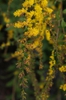 Solidago rugosa 'Fireworks' flowers