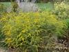 Solidago rugosa 'Fireworks' form