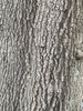 Gray, ridged bark.