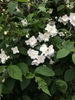 Shrub