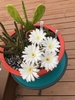 Flowers covering the plant