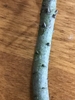 Stem with pointed axillary buds.