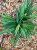 Spring form