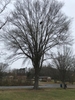 Large tree with rounded canopy bare of leaves.