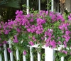 purple blooms