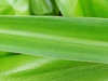 crinum lily nh county leaf skdavidson