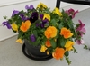 Viola x  wittrockiana, Pansy, potted plant view