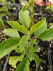 Green-leaved seedling with hairy stem.