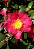 Dark green, glossy leaves, red petals with bright yellow anthers