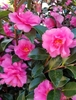 smaller, dark green leaves, vibrant, double pink blooms