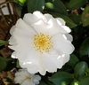 Bright, white bloom with a yellow center
