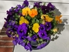 Viola x  wittrockiana, Pansy, potted plant view