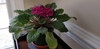 Potted rosette plant with clusters of violet flowers