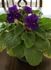velvety, green leaves, and purple petals with yellow center
