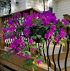 purple blooms