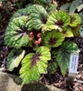 multi-colored foliage of black, white, red, and green
