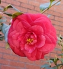 multi-petaled, pale reddish bloom, glossy, dark green leaves