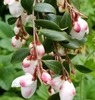 White buds with fades of dark pink, dark green leaves
