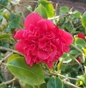 Dense, overlapping red petals