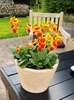 bright yellow and brown flowers shaped like a pouch