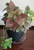 dark green leaves variegated with shades of pink