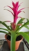 rosette of dark green strap-like leaves, magenta central vase