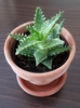 basal rosette form, lance shaped leaves, lined with teeth