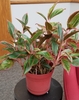 glossy, broad, lance-shaped, pink, green, and red leaves