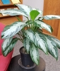 variegated, dark green to light green to silver leaves