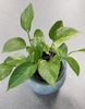 glossy, variegated leaves with cascading stems