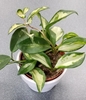 thick, waxy, variegated leaves of green and creamy white