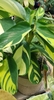 deep green leaves with cream or yellow marbling