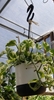 hanging pot small, green leaves with cream colored variegation,