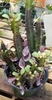 erect, multi-stemmed, columnar, sharp spines, small green leaves