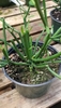 tiny  green leaves on green pencil-like branchlets