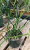 green, cylinder-like, pencil thick branchlets with tiny leaves