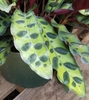 pale green leaves, dark green blotches at the side of the midrib